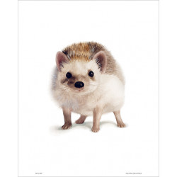 Henna Adel Poster 24 x 30 cm Hedgehog
