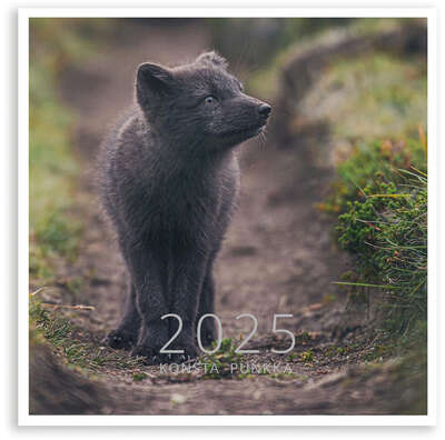 Konsta Punkka 2025 Wall Calendar Putinki 20 x 20 cm